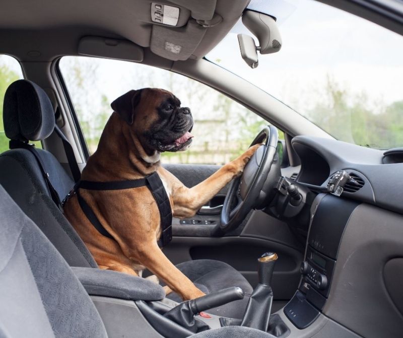 VIAJA CON TU PERRO DE FORMA SEGURA