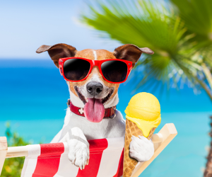 Accesorios imprescindibles para ir de camping con tu mascota este verano