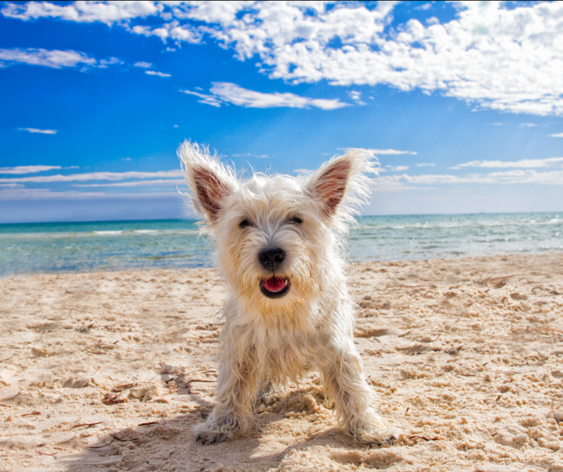 Unas vistas magníficas en las playas de Galicia con tu mascota