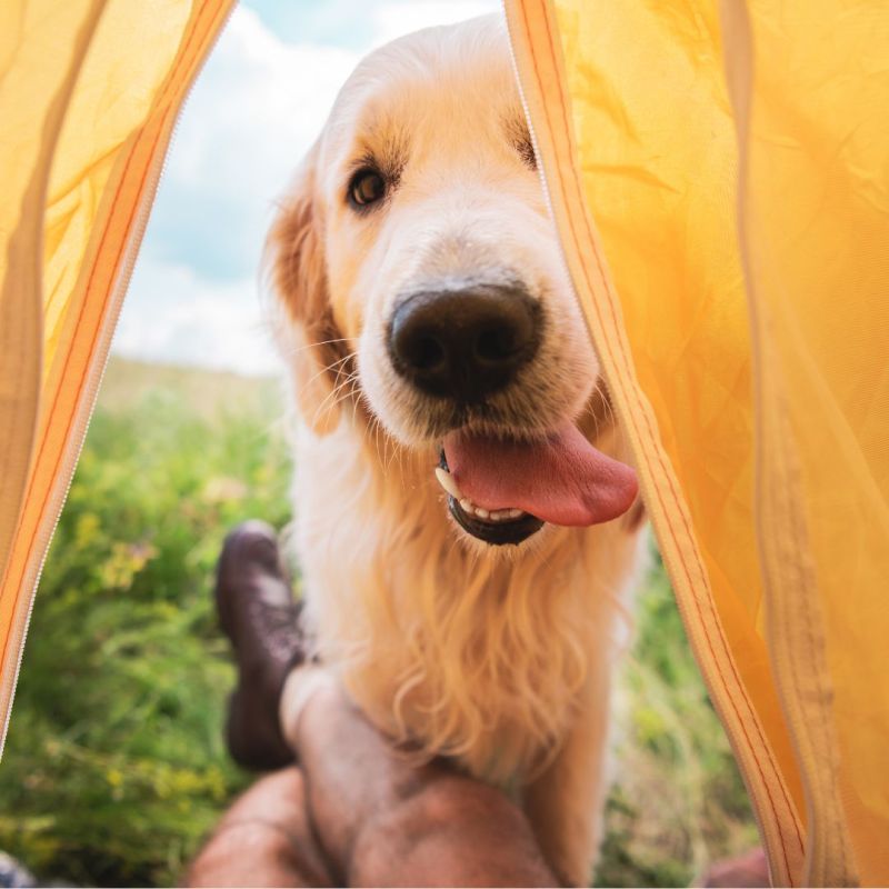10 planes para disfrutar del otoño con tu perro en la naturaleza de la mano de Campingred