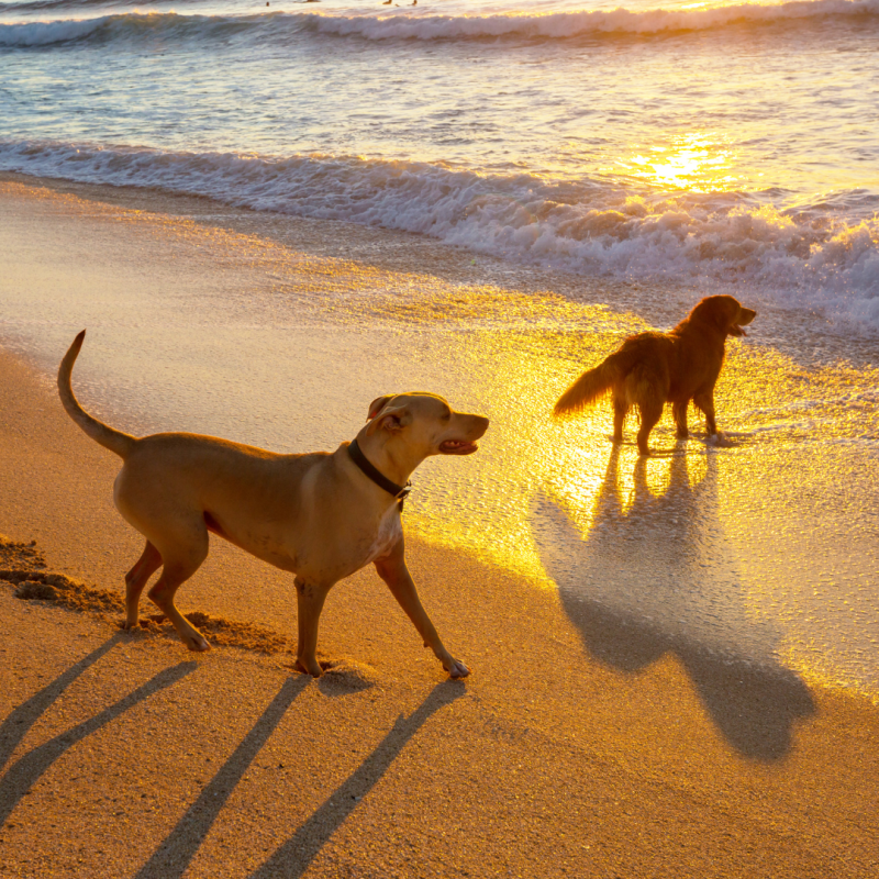 Playas pet-friendly para viajar con nuestras mascotas