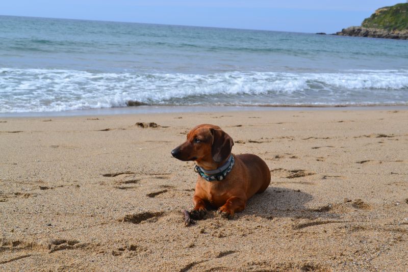 Perros y playas: una alternativa cada vez más aceptada