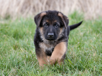 Vacunar a tu cachorro: todo lo que debes tener en cuenta antes de empezar