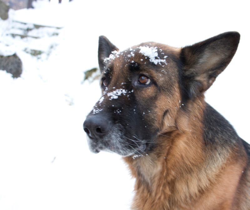 Cuidando a tu perro en invierno: Consejos para su bienestar