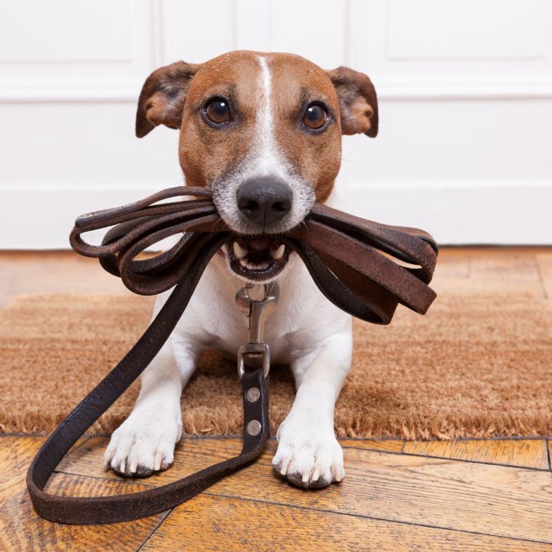 Adiestramiento de perros en casa: fortalece el vínculo con tu compañero canino