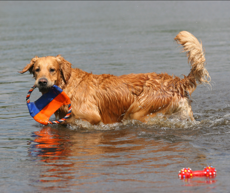 Razas de perro que adoran el agua y disfrutan como nadie el verano