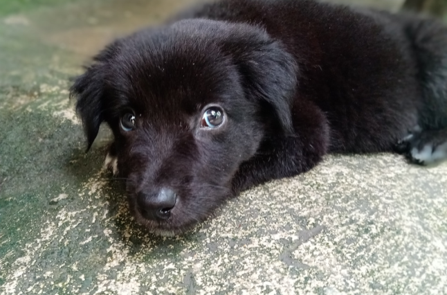 ¿Cuándo debo vacunar a mi cachorro y cuándo puedo sacarlo a pasear por primera vez?