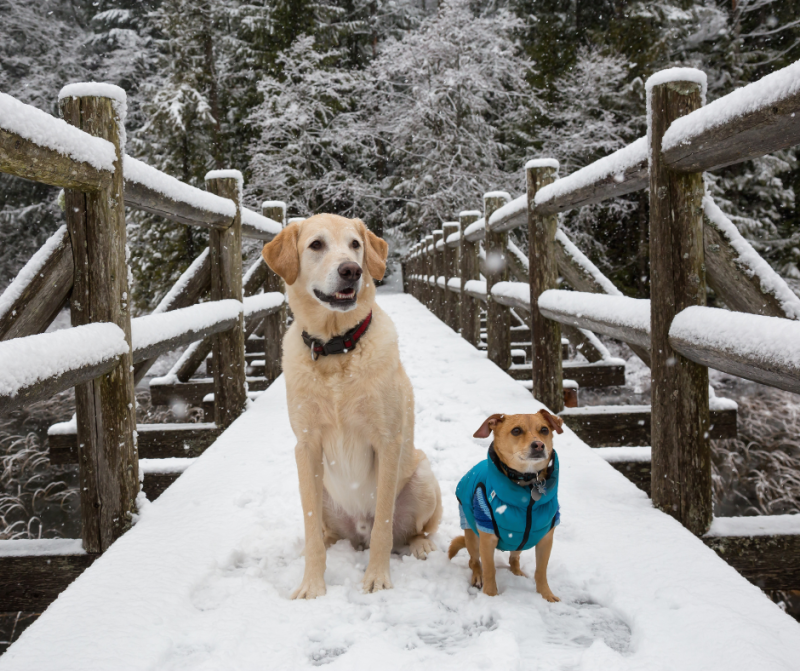 ¿Vas a ir a la nieve con tu perro? ¡Sigue nuestros consejos!