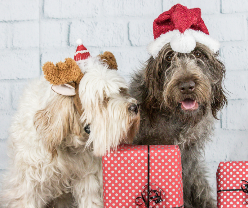 Estas navidades hazle el mejor regalo a tu mascota
