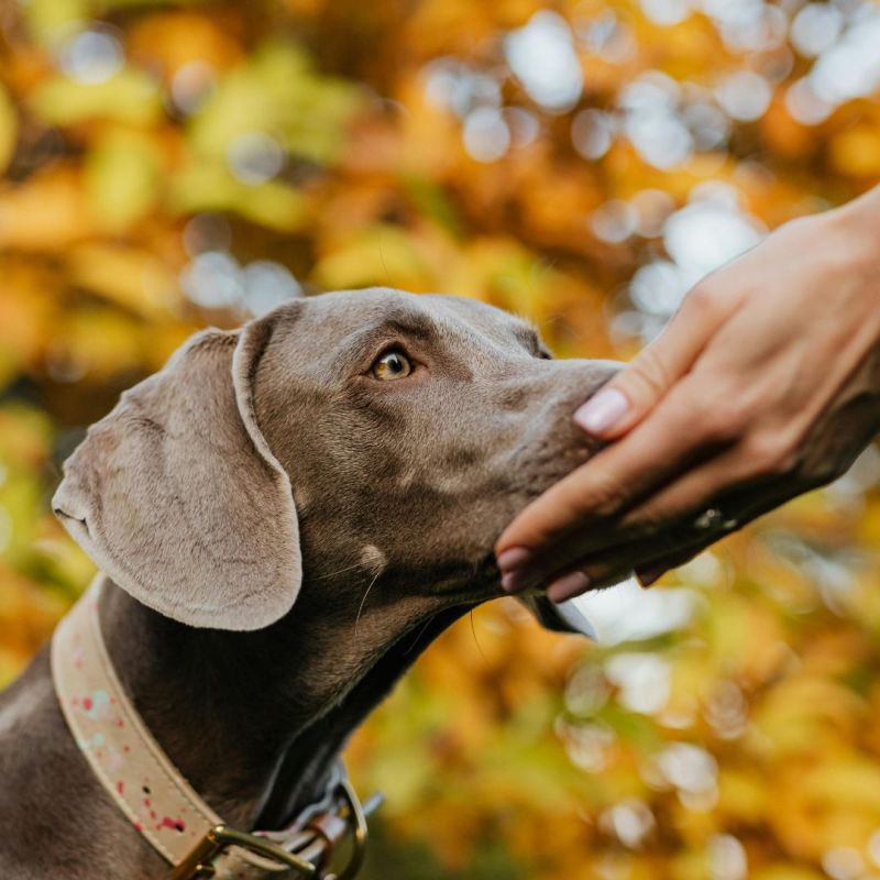 Paseos otoñales entre hojas con tu mascota