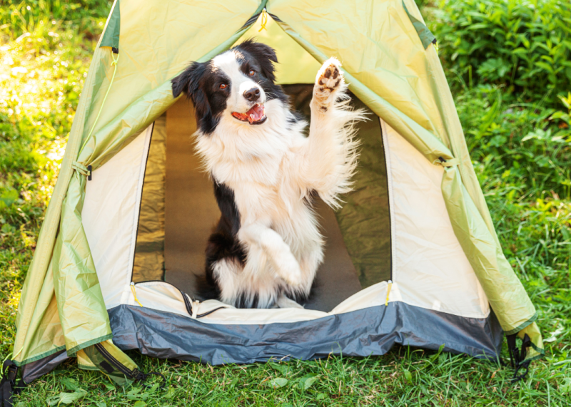 Normas básicas de convivencia si viajas de camping con tu mascota