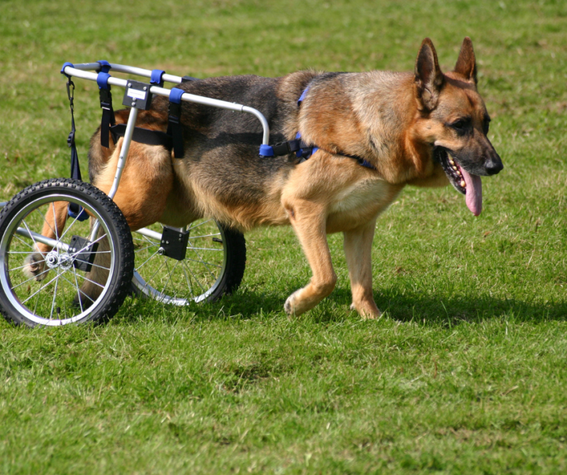 Displasia de cadera en perros: Causas, síntomas y tratamientos