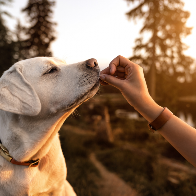 ¿Por qué la alimentación húmeda natural es la más cómoda para viajar con perros?